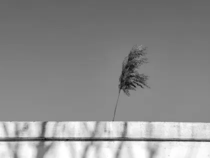 Jazz Casino Mobilna aplikacija